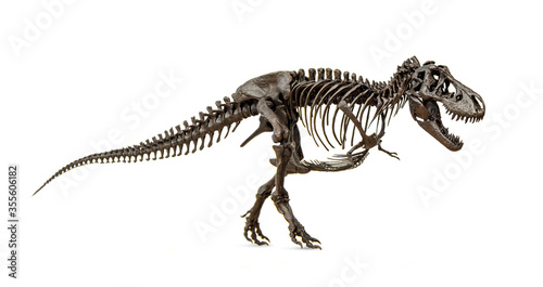 Fossil skeleton of Dinosaur Cretaceous Tyrannosaurus Rex or t-rex isolated on white background.