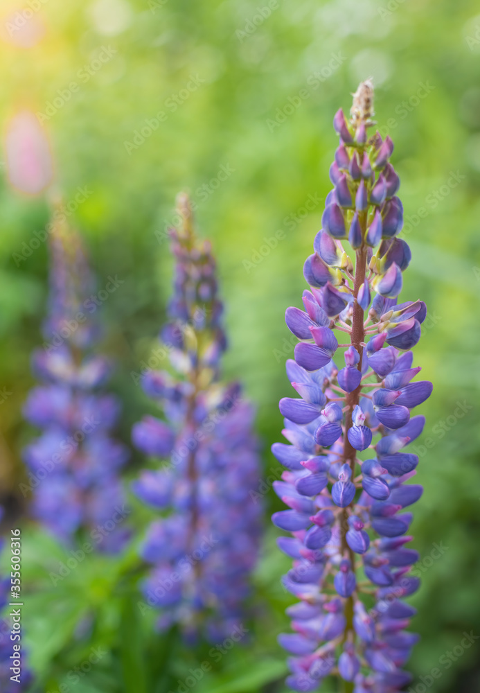 lupin flower on a blurred background. lupin flower on a blurred background.