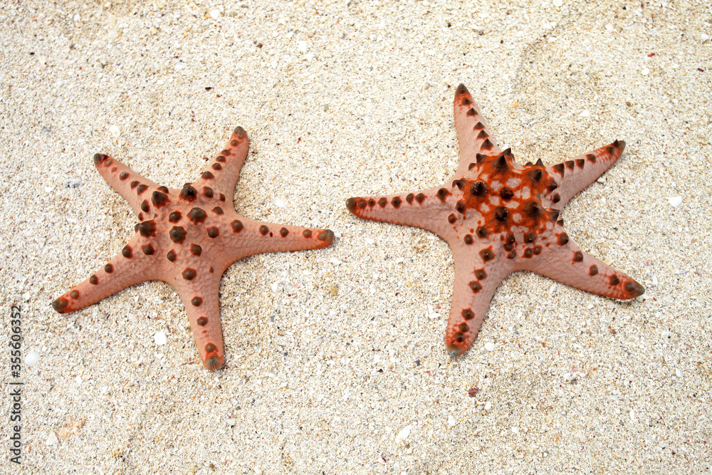Starfish in the tropical waters of Belitung in Indonesia. Starfish in the tropical waters of Belitung in Indonesia.