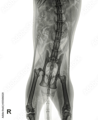 X-ray of a cat with a hip luxation, resulting in displacement of head of the femur from the acetabular socket caused by trauma. The letter R indicates the right side of the animal. Islated on white photo