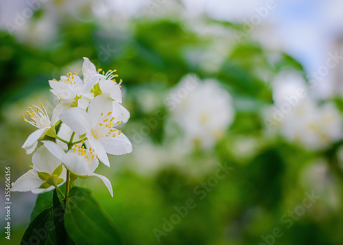 Twig with white jasmine flower in spring