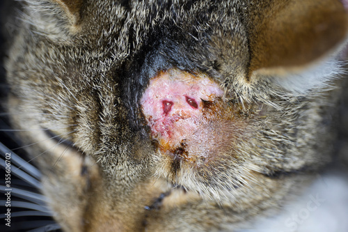 Photos Cat with abscess and inflammation from bite wound on head