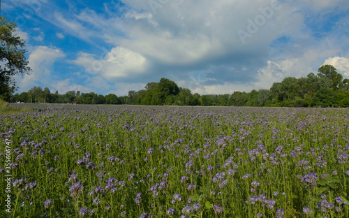 Blumenwiese bei Meissenheim in der Ortenau