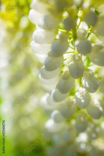 Lupine flower background