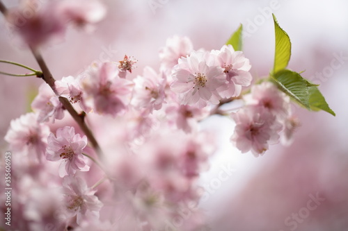 桜  © dorico