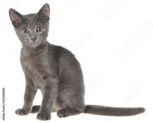 Small gray shorthair kitten sitting isolated