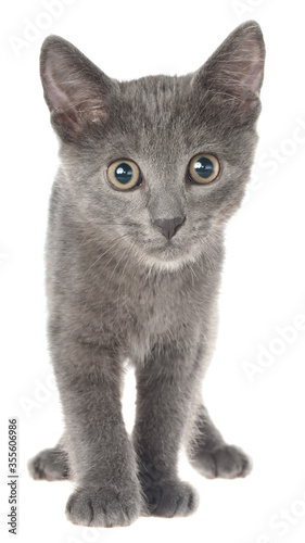 Frightened gray kitten isolated