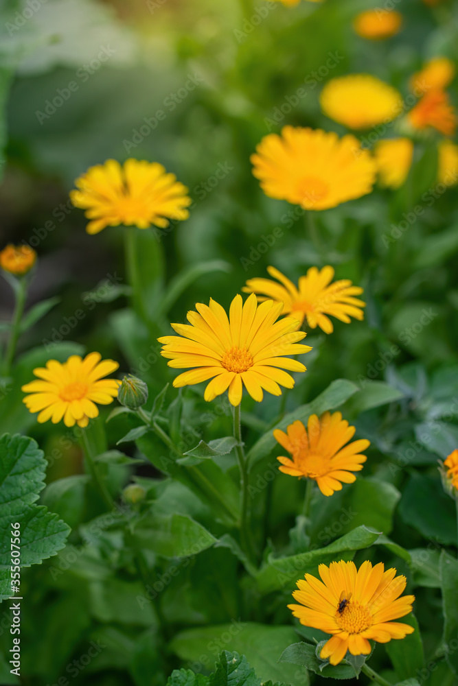 Calendula officinalis