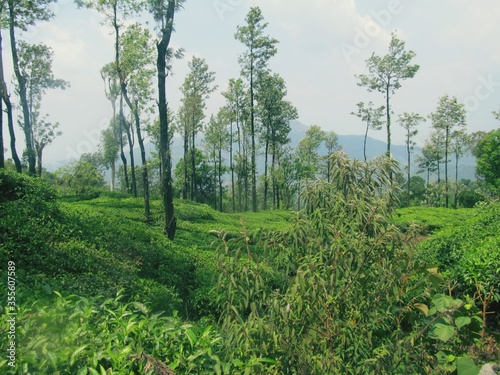 Green tea Plantation and trees in Kerala