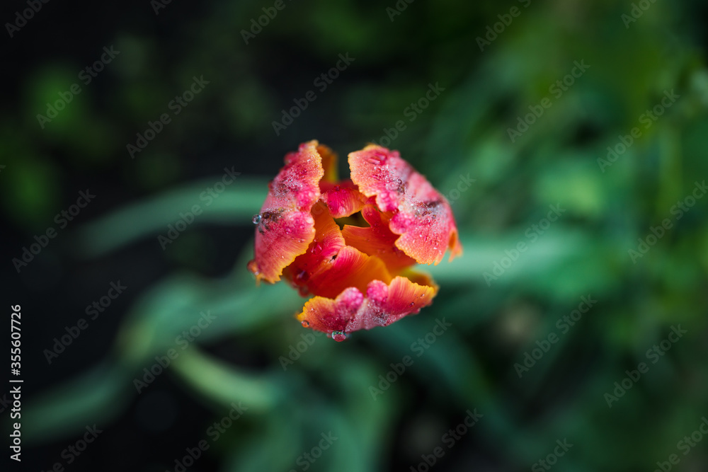 Blooming red tulip flower in the garden. Selective focus. Shallow depth of field.