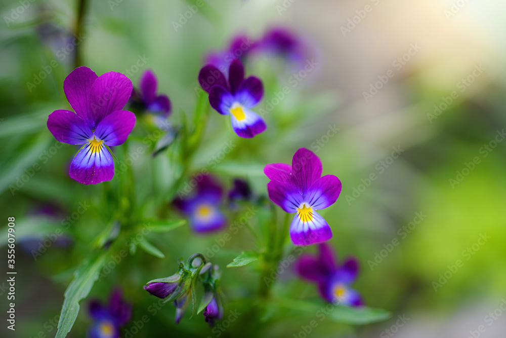 Fototapeta premium Purple violet flowers close-up.