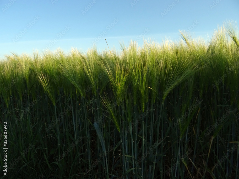 Fototapeta premium Blé et ciel