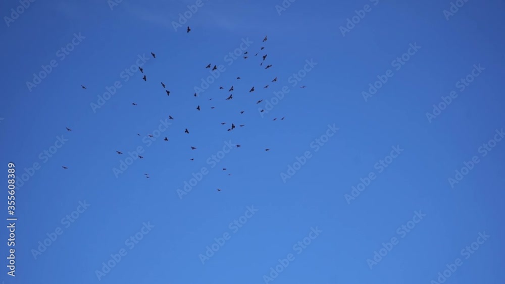 Flock of birds flying free in the blue clean sky Flock of birds flying free in the blue clean sky