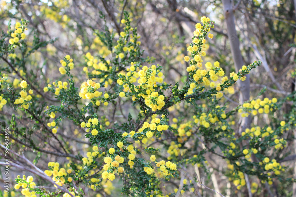 Kangaroo Thorn (Acacia paradoxa) in flower, South Australia Kangaroo Thorn (Acacia paradoxa) in flower, South Australia