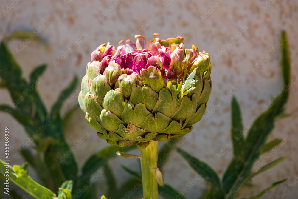 Fototapeta premium Artichoke