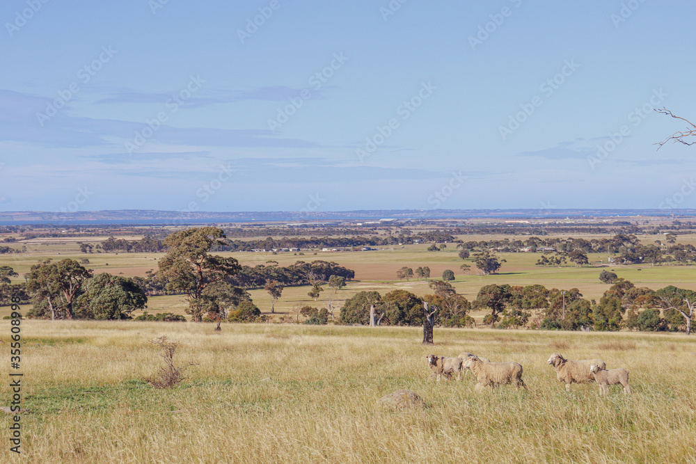 herd of sheep herd of sheep
