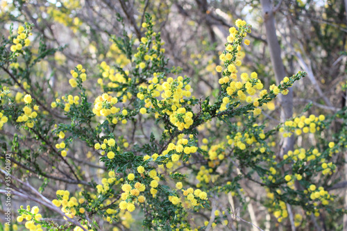 Kangaroo Thorn (Acacia paradoxa) in flower, South Australia