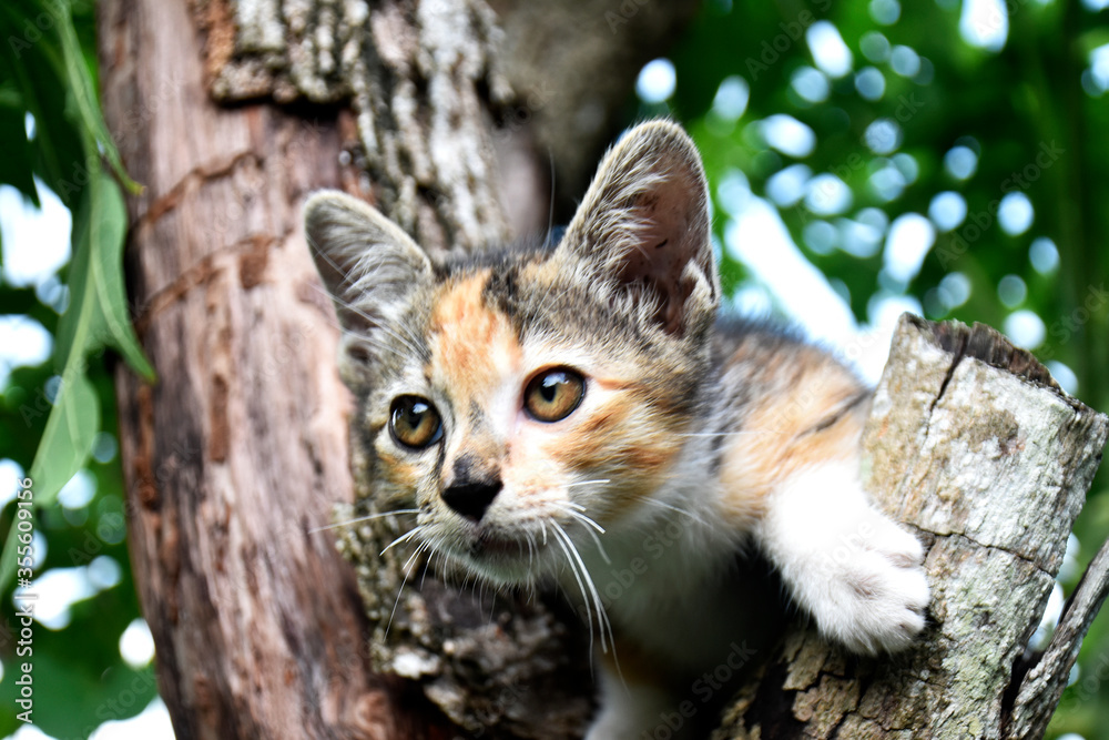 Fototapeta premium Cute little multicolored cat climbing old tree in garden