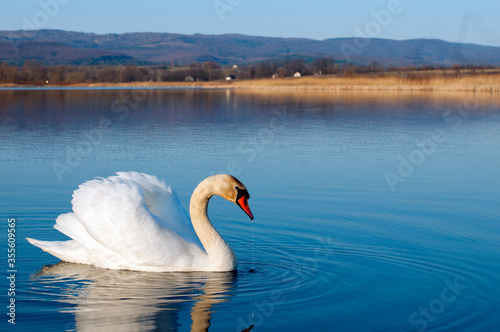 White majestic swan swim ahead in rippling water. Mute Swan the middle of the water. Drops on wet head. Smooth background