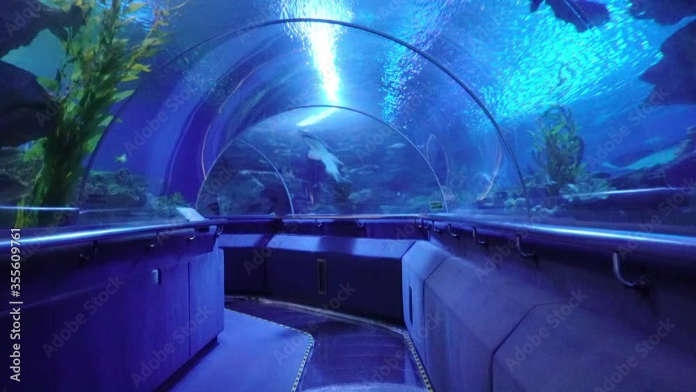 In the corridor of the aquarium underwater. Entertainment for all families. Undersea world