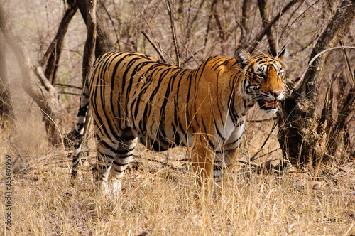 Ranthambore national park in India