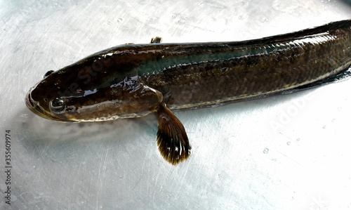 Plump snakefish in dark color, placed in an aluminum pan in the kitchen. photo