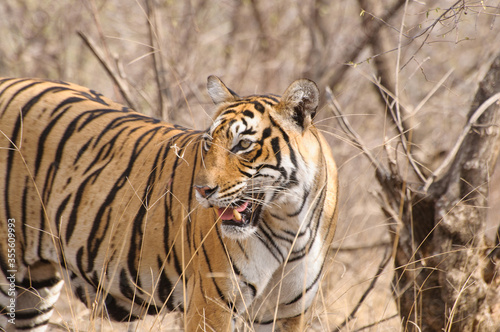 Ranthambore national park in India