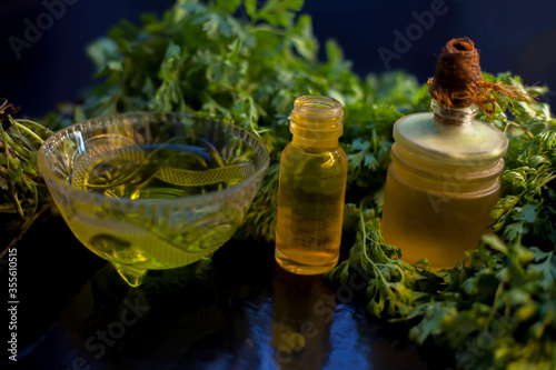 Obraz na plátně Close up shot of fresh cilantro leaves along with its tea, oil and essential oil in a different bottle on the black glossy surface