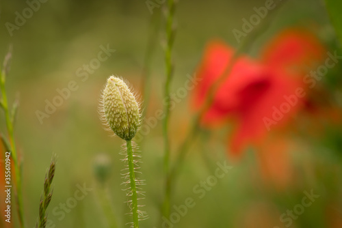 poppy field on a spring meadow