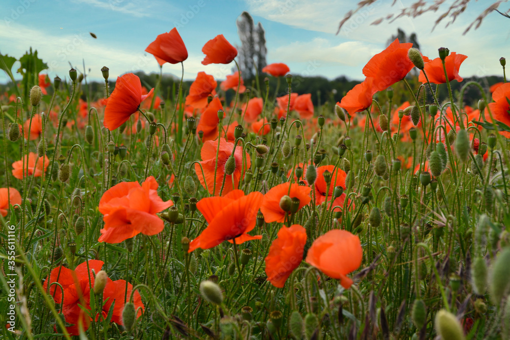 Obraz premium Mohnfeld im Kaiserstuhl bei Endingen