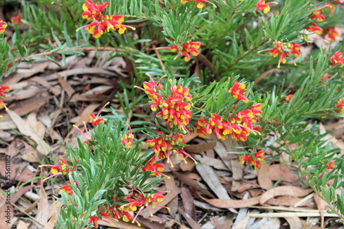 Grevillea 'Bonnie Prince Charlie'
 (Grevillea rosmarinifolia x alpina), South 
Australia
