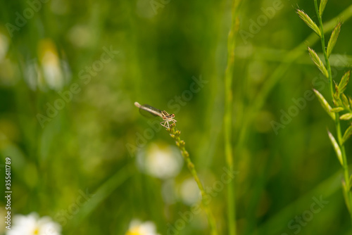 Dragonfly on a meadow in the grass