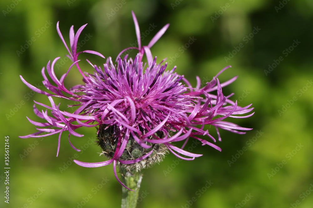 The beautiful wildflower of a Greater Knapweed plant, Centaurea scabiosa, growing in a chalk land meadow in the UK. The beautiful wildflower of a Greater Knapweed plant, Centaurea scabiosa, growing in a chalk land meadow in the UK.