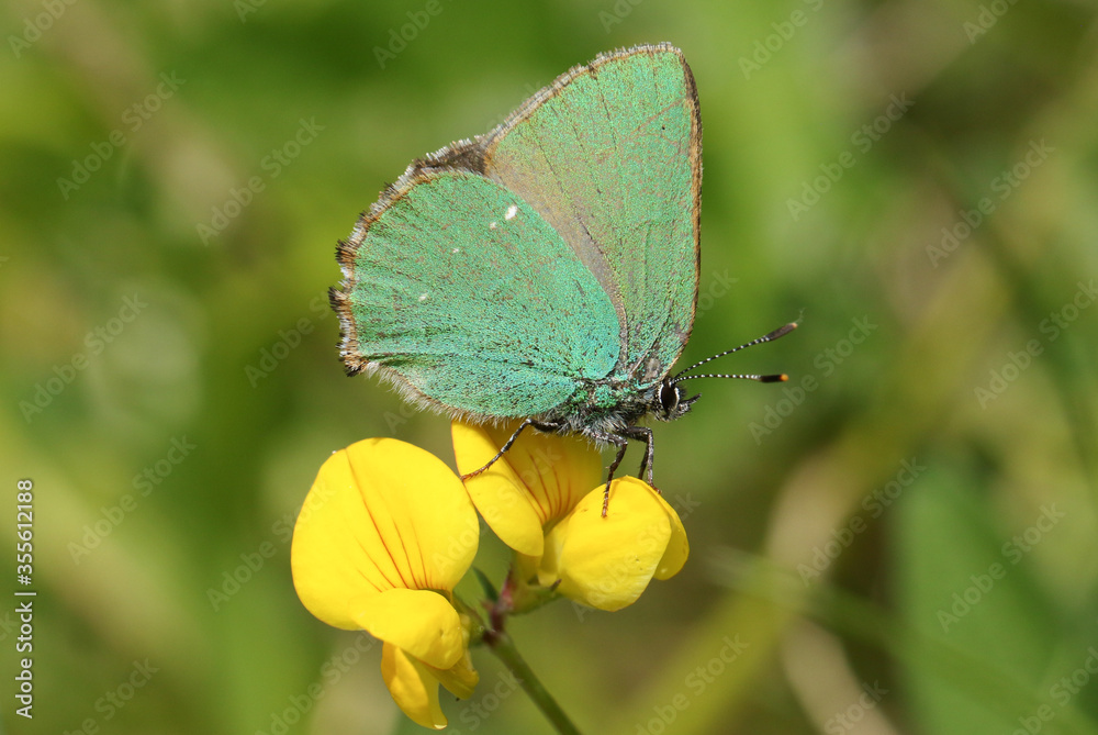 Obraz premium A beautiful Green Hairstreak Butterfly, Callophrys rubi, perching on a Common bird's-foot-trefoil wildflower, Lotus corniculatus, in a field at the edge of a wooded area.