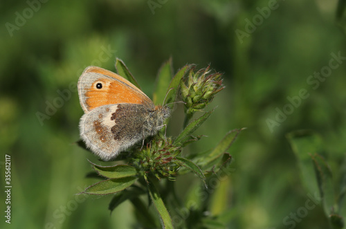 A pretty Small Heath Butterfly, Coenonympha pamphilus, perching on a plant in a meadow. photo