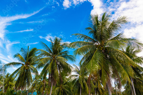 Wallpaper Mural beach on Koh Samui in Thailand, paradise, sunny beach, coconuts and palm trees, sunbathing and swimming in the sea, blue ocean and sky, travel to the resort, relaxation and enjoyment Torontodigital.ca