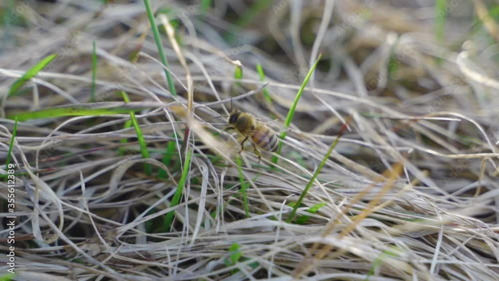 A bumbling bumblebee stumbling along in the field. A bumbling bumblebee stumbling along in the field.