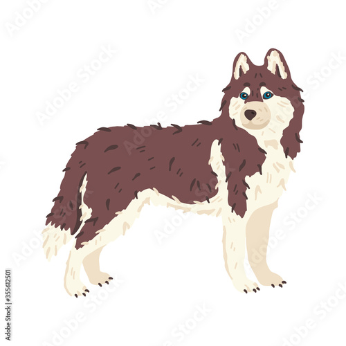 Husky dog breed flat vector illustration. Wildlife animal like wolf. Grooming and pet care concept. Good for pet salons and shops landing, stickers, online guide, social networks banner, exhibition.