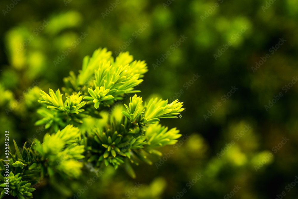 Taxus baccata (Yaw tree) bush in the garden. Selective focus. Taxus baccata (Yaw tree) bush in the garden. Selective focus.