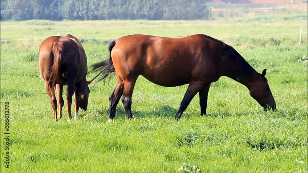 two brown horses grazing on meadow
two brown horses grazing on meadow