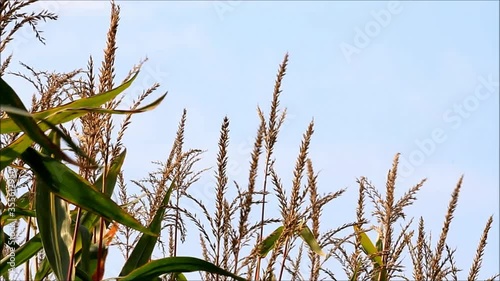 maize plants, corn field
 photo