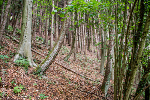 trees in the woods