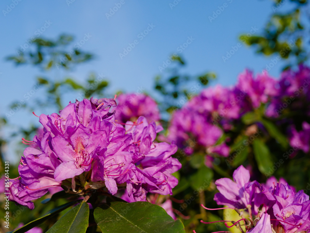 rhododendron mauve rhododendron mauve
