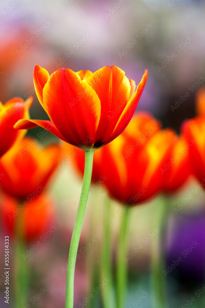 Naklejka premium red tulips in the garden