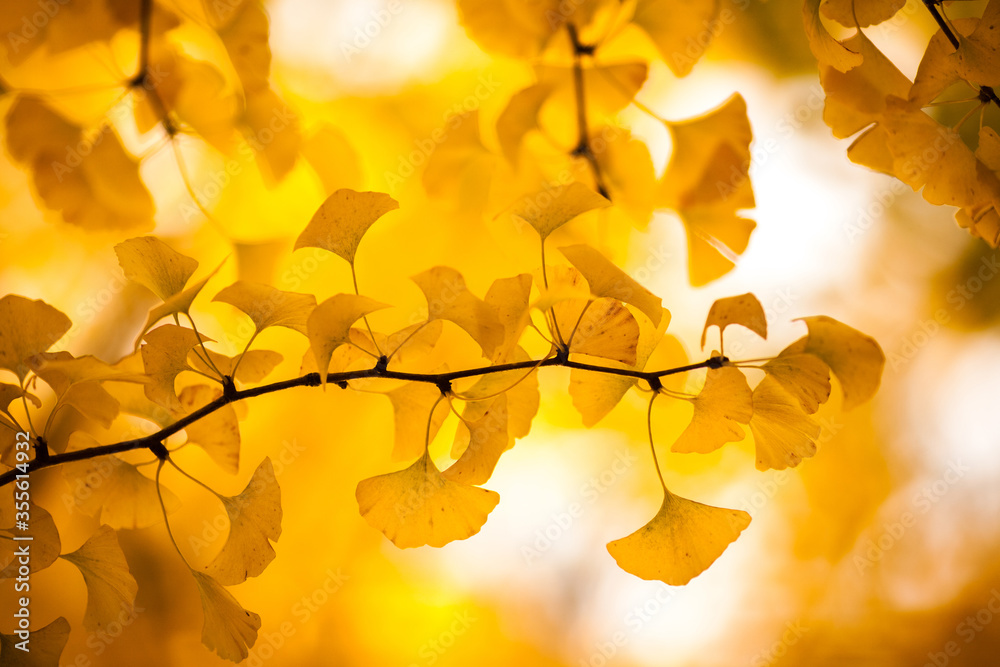 ginkgo autumn leaves on the tree ginkgo autumn leaves on the tree