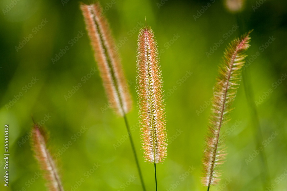 Grass flowers in the green field