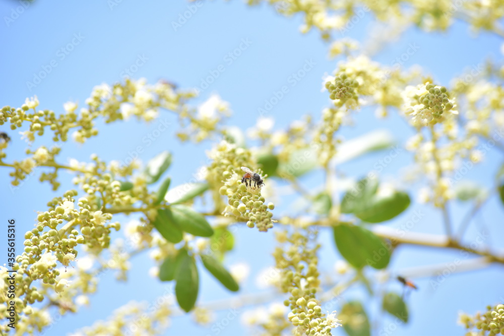 Fototapeta premium Bees are animals that help pollinate flowers.