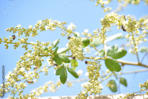 Bees are animals that help pollinate flowers.