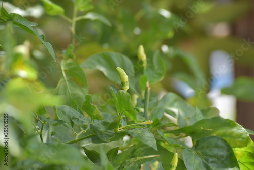 White chilli, very spicy