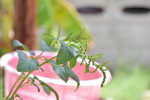 Spinach is a vegetable that is useful.